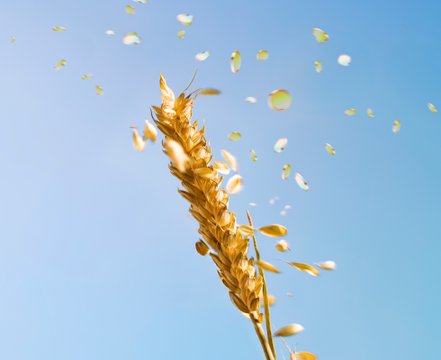 The Food Imperative hero
