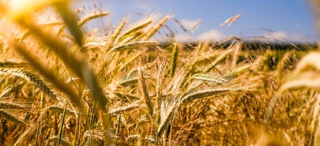 Why we need more from the agricultural-commodities sector to meet climate targets